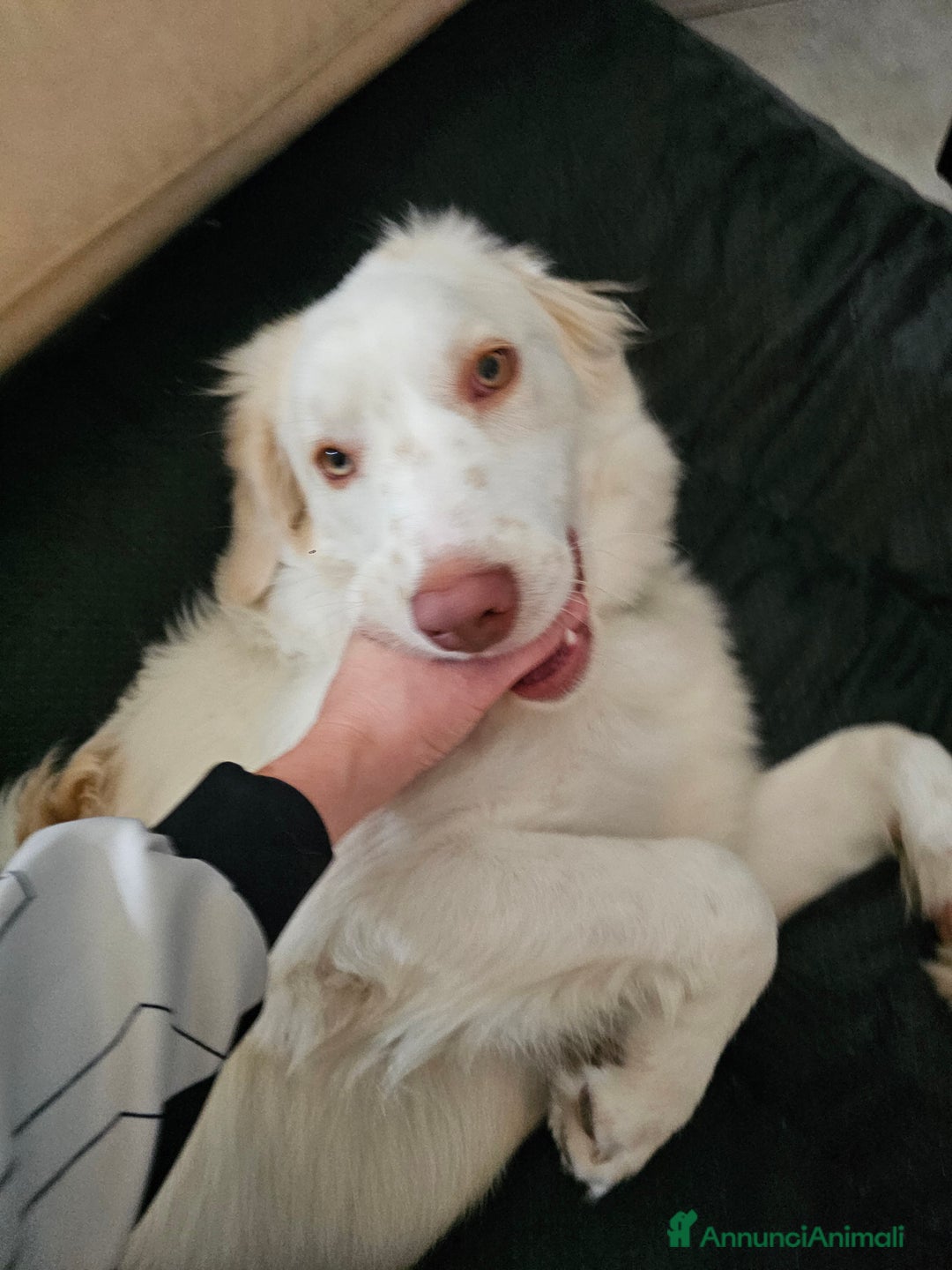 Meticcio cani in regalo: Meticcio pastore/altro 7 mesi - Annuncio 2