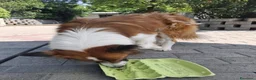 Meticcio cani in regalo: CHARLIE BORDER COLLIE - Annuncio 14