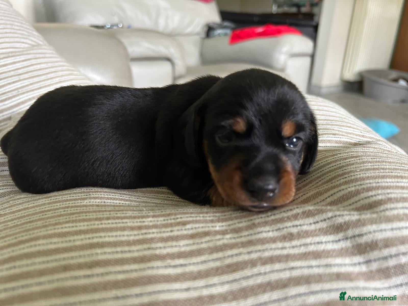Bassotto cani Bassotto femmina cucciola nero focato  - Annuncio 1