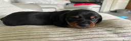 Bassotto cani in vendita: Bassotto femmina cucciola nero focato  a Provincia di Cuneo - Annuncio 1