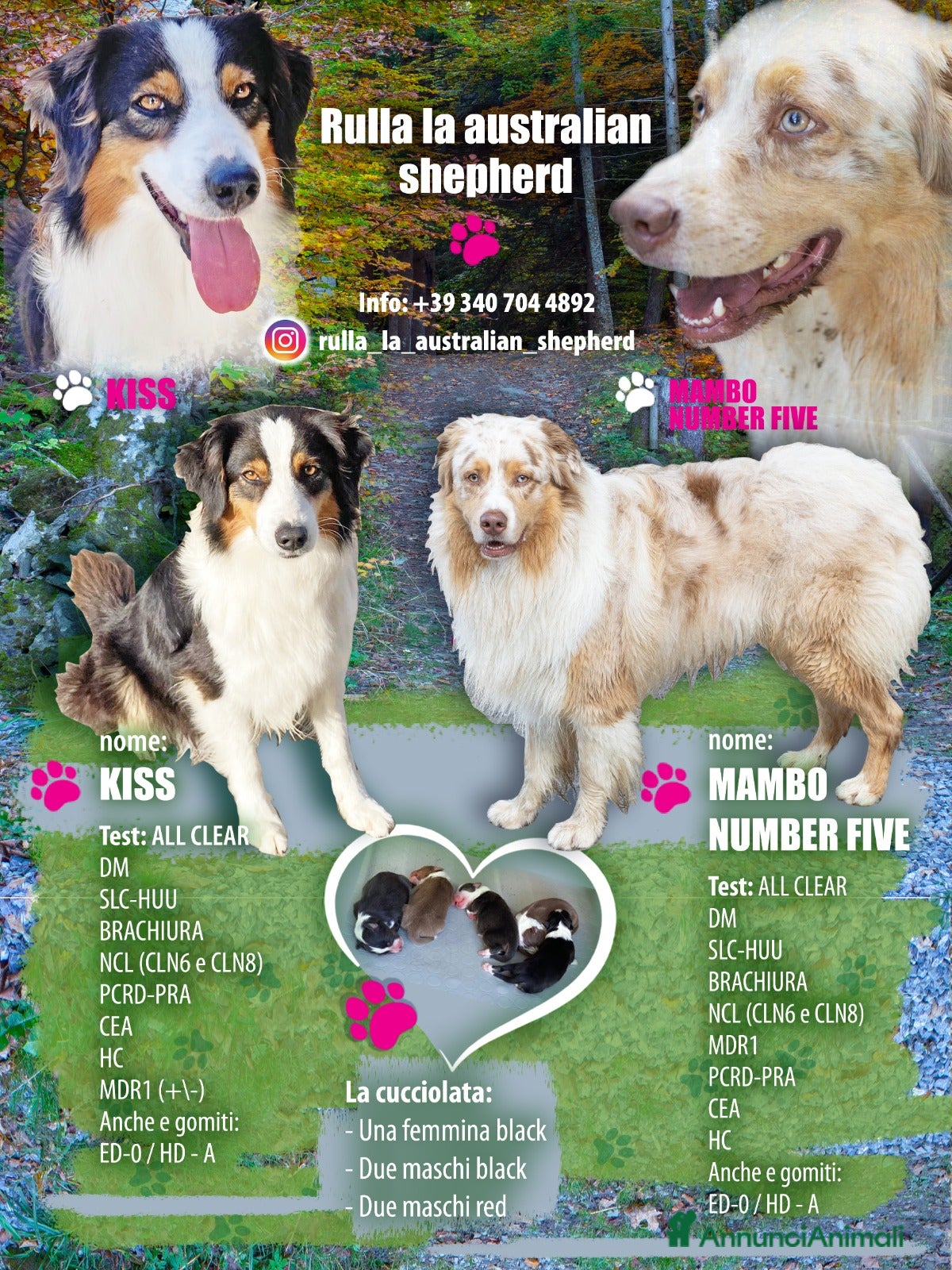 Australian Shepherd cani CUCCIOLI DI PASTORE AUSTRALIANO - Annuncio 1