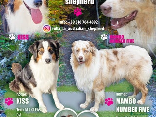 Australian Shepherd cani CUCCIOLI DI PASTORE AUSTRALIANO - Annuncio 2