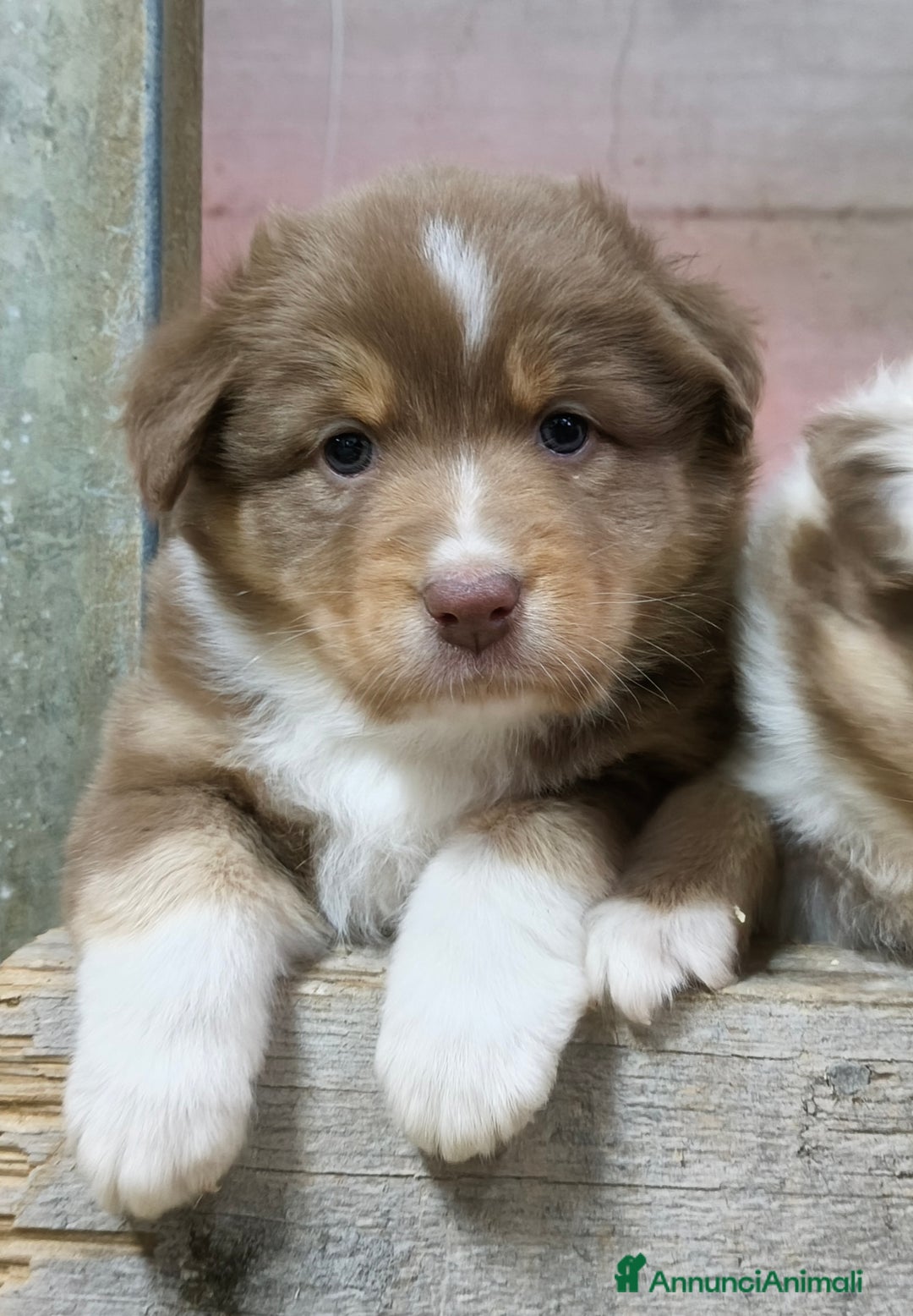 Australian Shepherd cani in vendita: Cuccioli Australian Shepherd con pedigree  - Annuncio 7