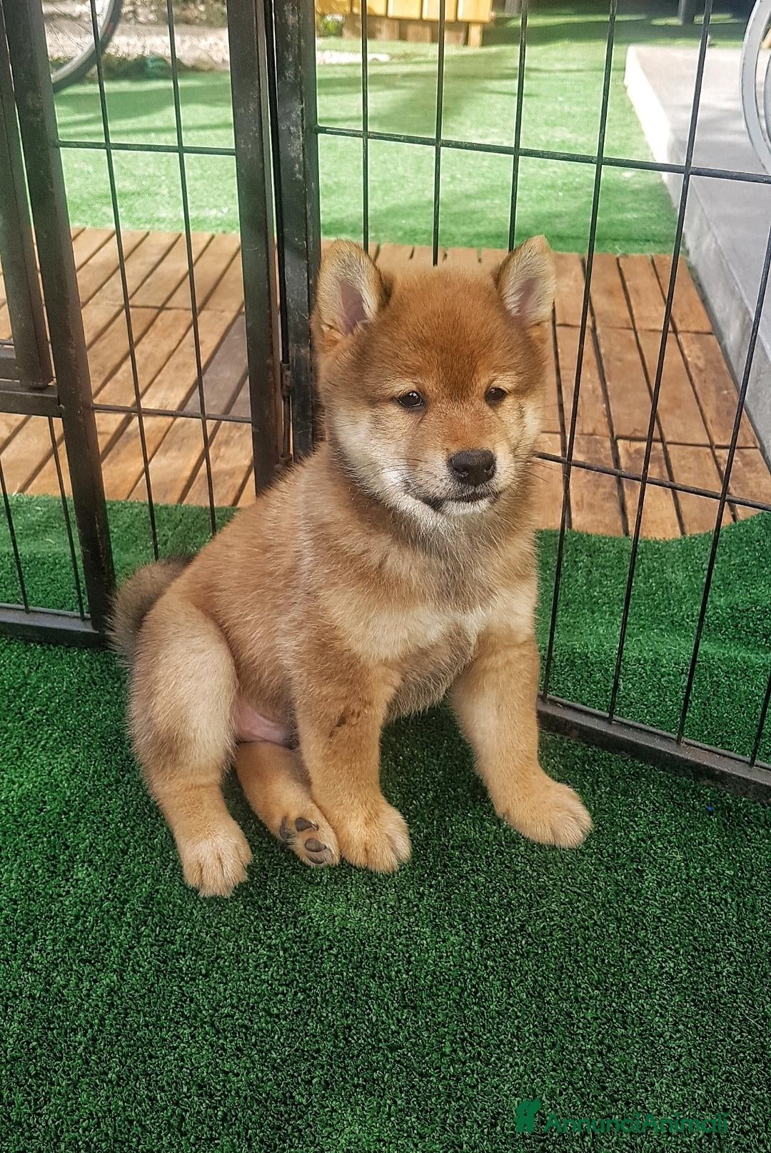 Shiba Inu cani Shiba inu pedigree Enci  - Annuncio 3