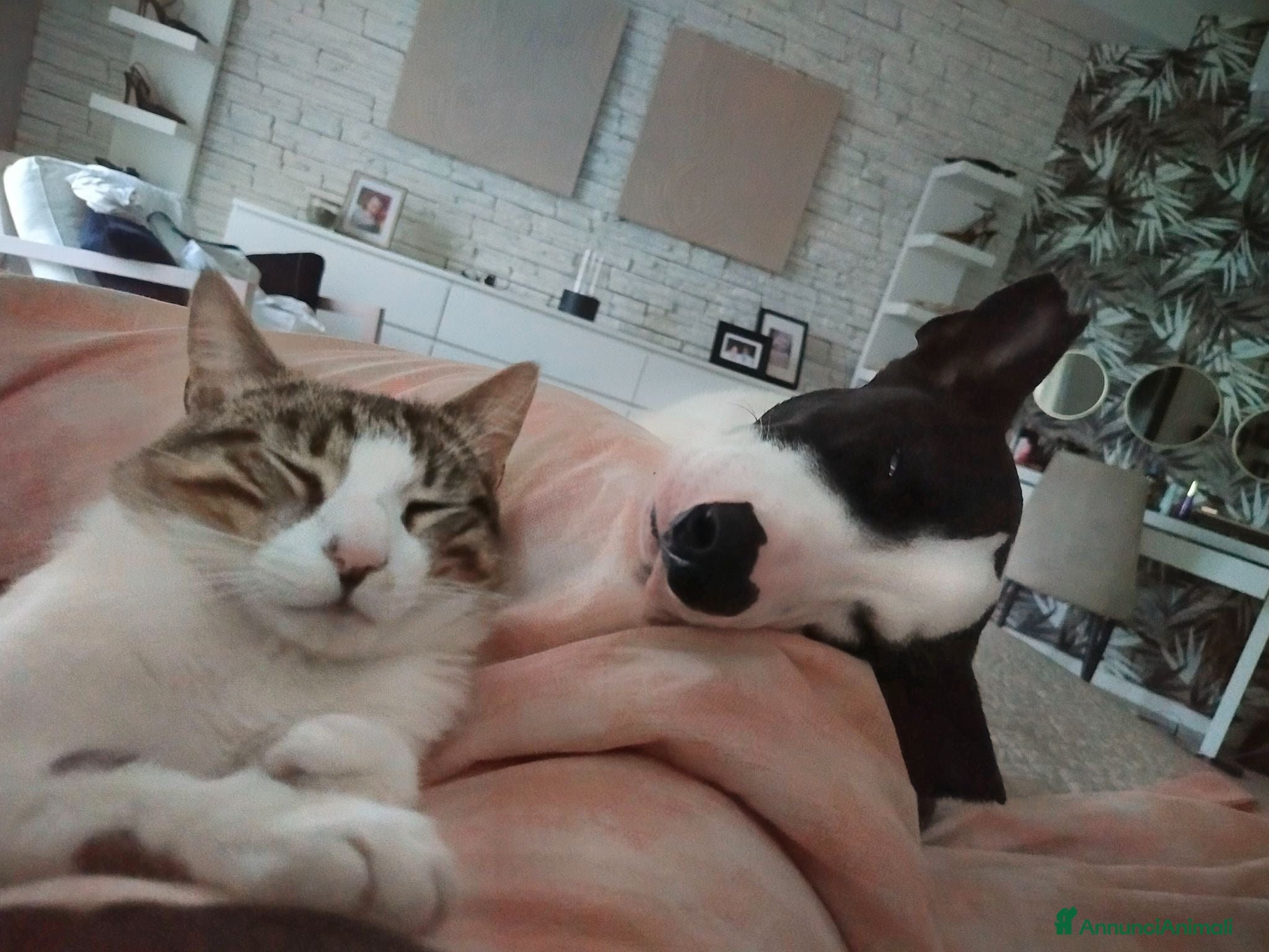 Meticcio cani Pongo cane dolcissimo  - Annuncio 1