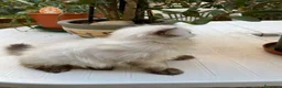 Persiano gatti in vendita: cucciola persiana color point himalaiana - Annuncio 22