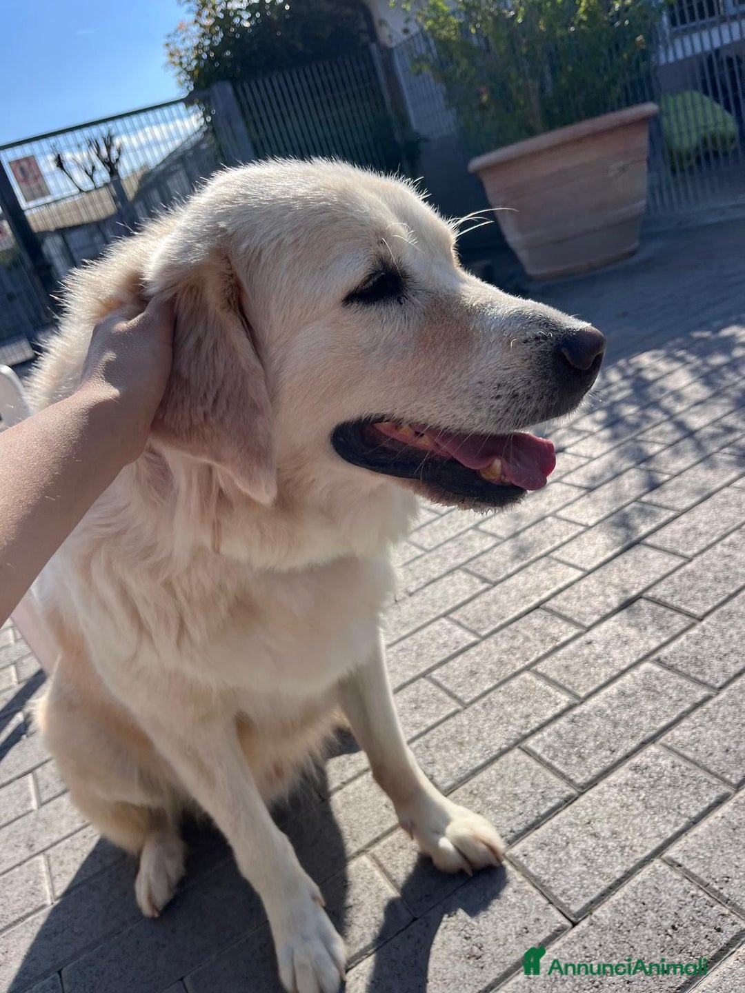 Meticcio cani in regalo: SALOMONE BELLISSIMO MAREMMANO - Annuncio 6