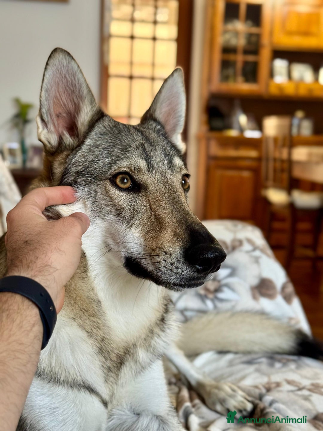 Lupo Cecoslovacco cani in vendita: cuccioli cane lupo Cecoslovacco  - Annuncio 2