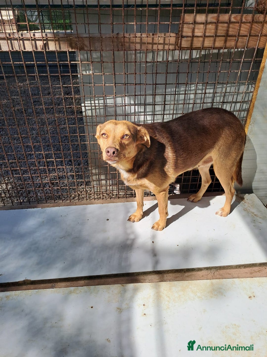 Meticcio cani in regalo: SOS BIANCANEVE - Immagine 2