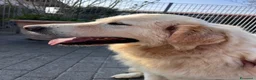 Meticcio cani in regalo: SALOMONE MAREMMANO - Annuncio 9