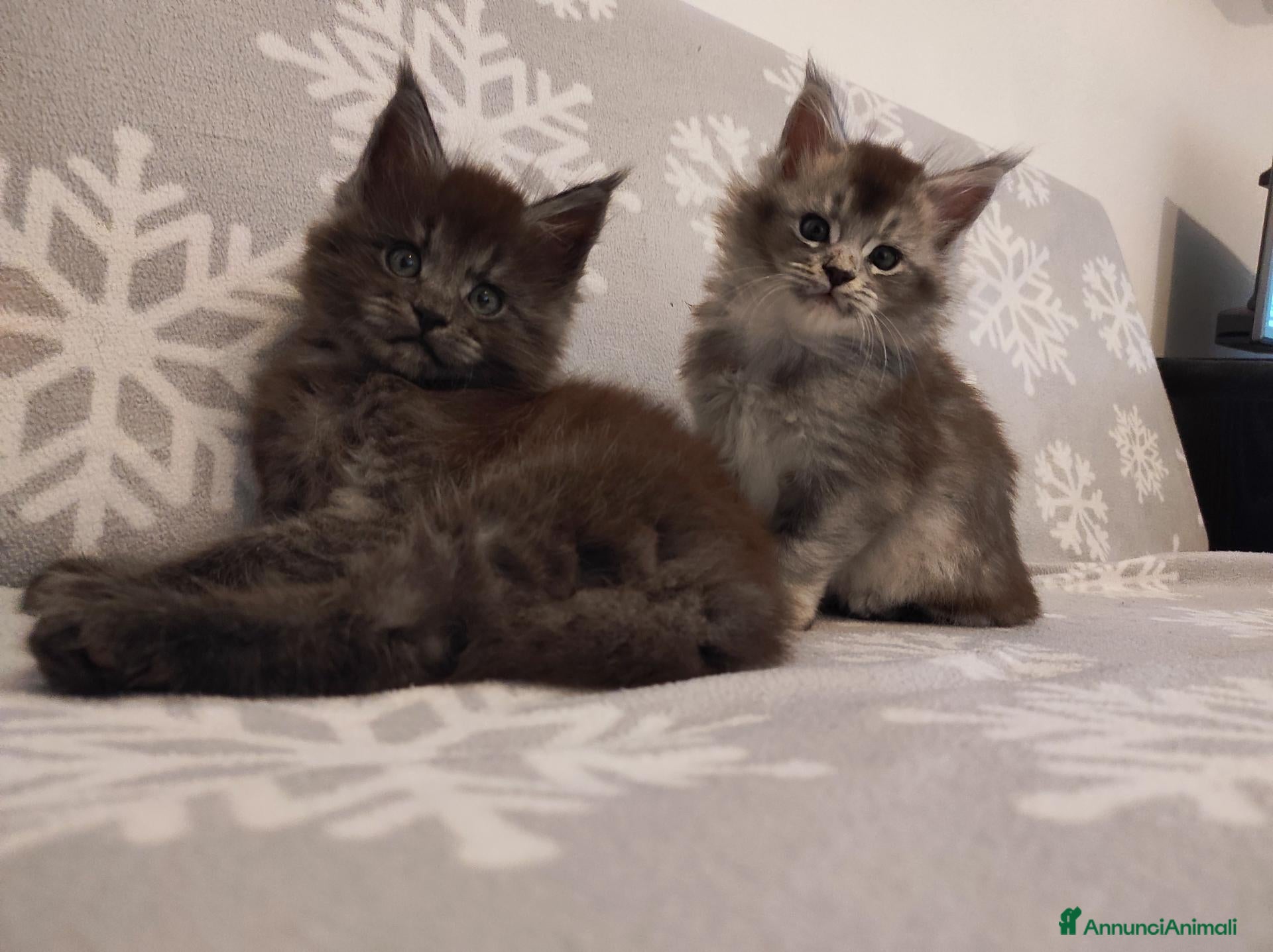 Maine Coon gatti MAINE COON CON PEDIGREE:PERCORSO DI ADOZIONE ETICO - Annuncio 7