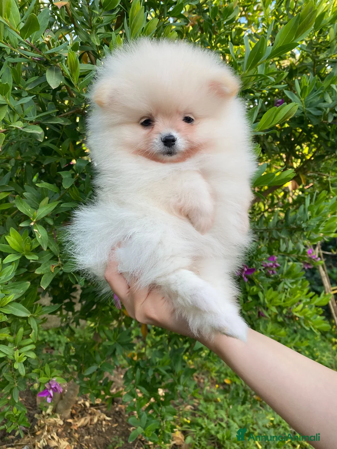 Volpino Pomerania cani in vendita: Cucciolo Spitz di Pomerania  a Città metropolitana di Milano - Annuncio 2