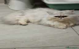 Persiano gatti in vendita: Gatto persiano chinchilla Silver argentato  - Immagine 6