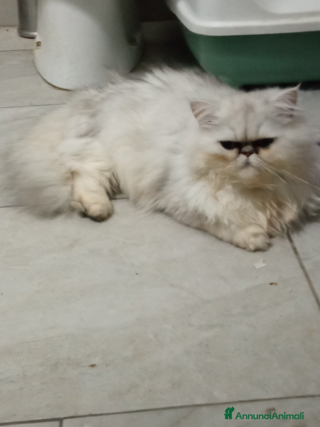 Persiano gatti in vendita: Gatto persiano chinchilla Silver argentato  - Immagine 6