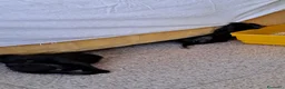 Meticcio gatti in regalo: Tre splendidi gattini neri in regalo a Provincia di Modena - Annuncio 7