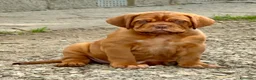 Dogue de Bordeaux cani in vendita: Dogue de Bordeaux CUCCIOLATA STRAORDINARIA  - Annuncio 16