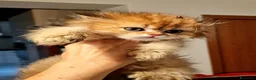British gatti in vendita: British shorthair e longhair  - Annuncio 2
