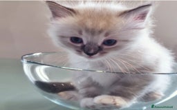 Ragdoll gatti in vendita: ANFI 2 cuccioli Ragodoll disponibili. Milano.. a Città metropolitana di Milano - Immagine 2