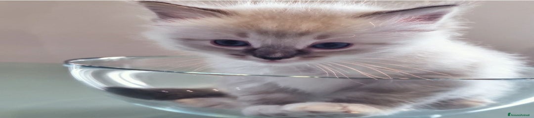 Ragdoll Gattino 2 Neko