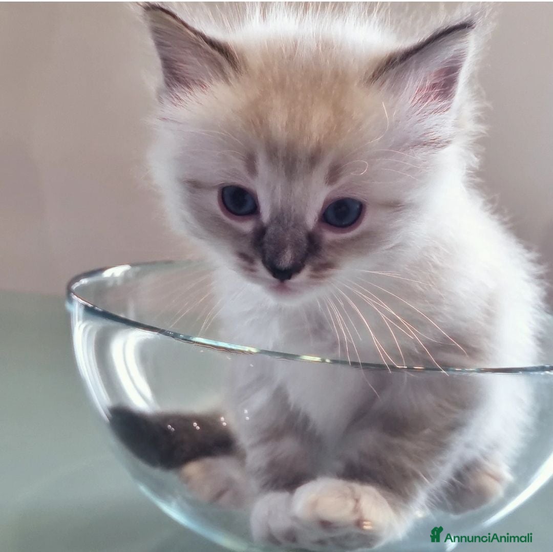 Ragdoll gatti in vendita: ANFI 2 cuccioli Ragodoll disponibili. Milano.. a Città metropolitana di Milano - Immagine 2