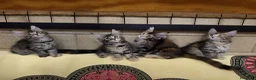 Maine Coon gatti in vendita: Bellissima cucciola Maine Coon  - Annuncio 4