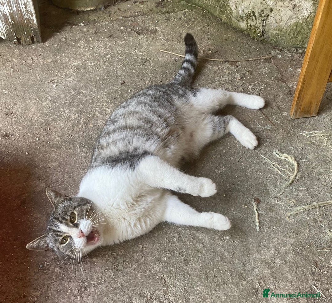 Europeo gatti in regalo: Dolce micia da adottare, LICIA! - Annuncio 4
