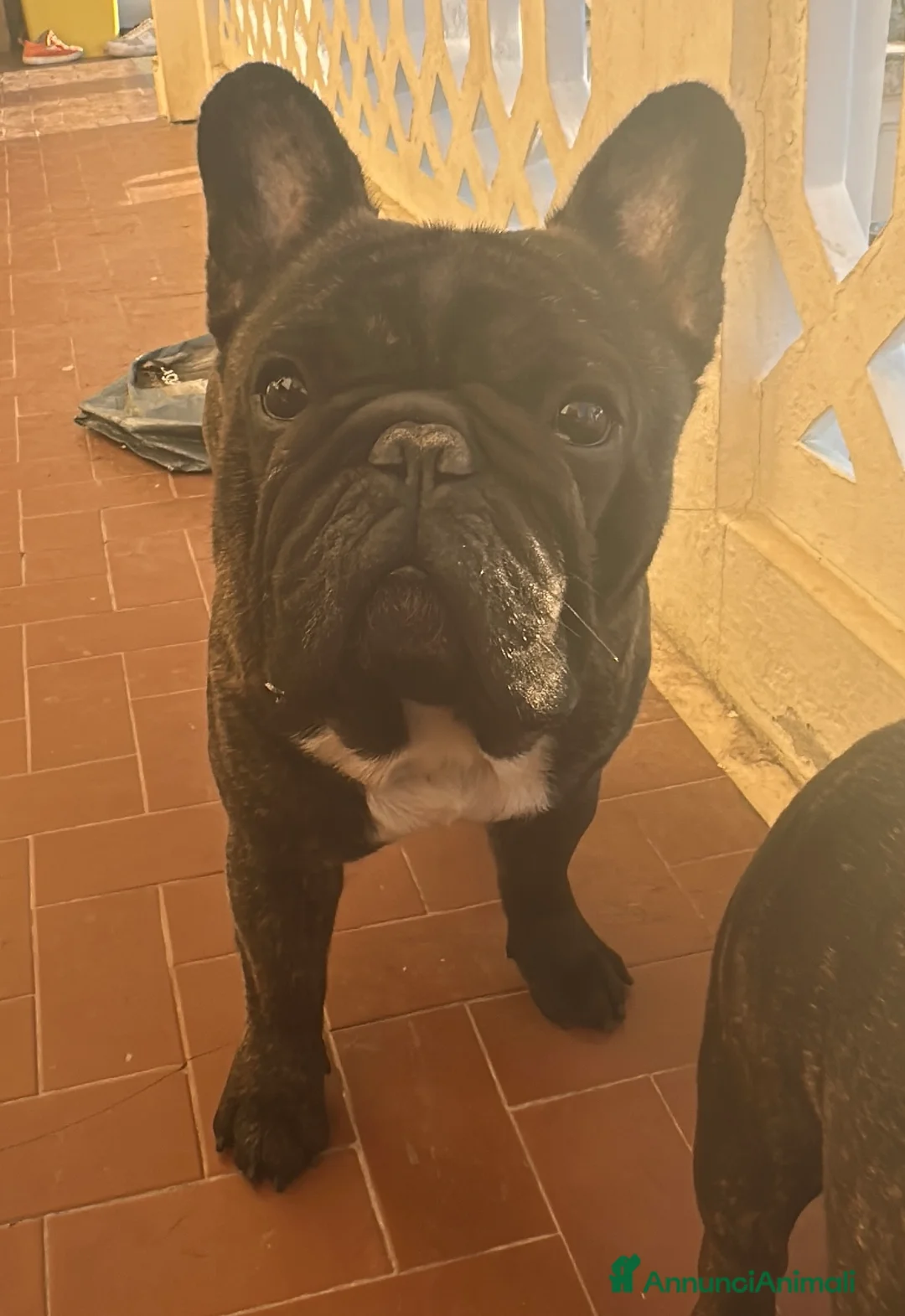 Bulldog Francese cani in vendita: Bulldog francese - Annuncio 1