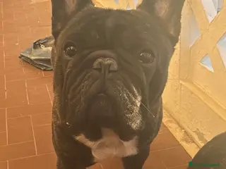 Bulldog Francese cani Bulldog francese - Annuncio 6
