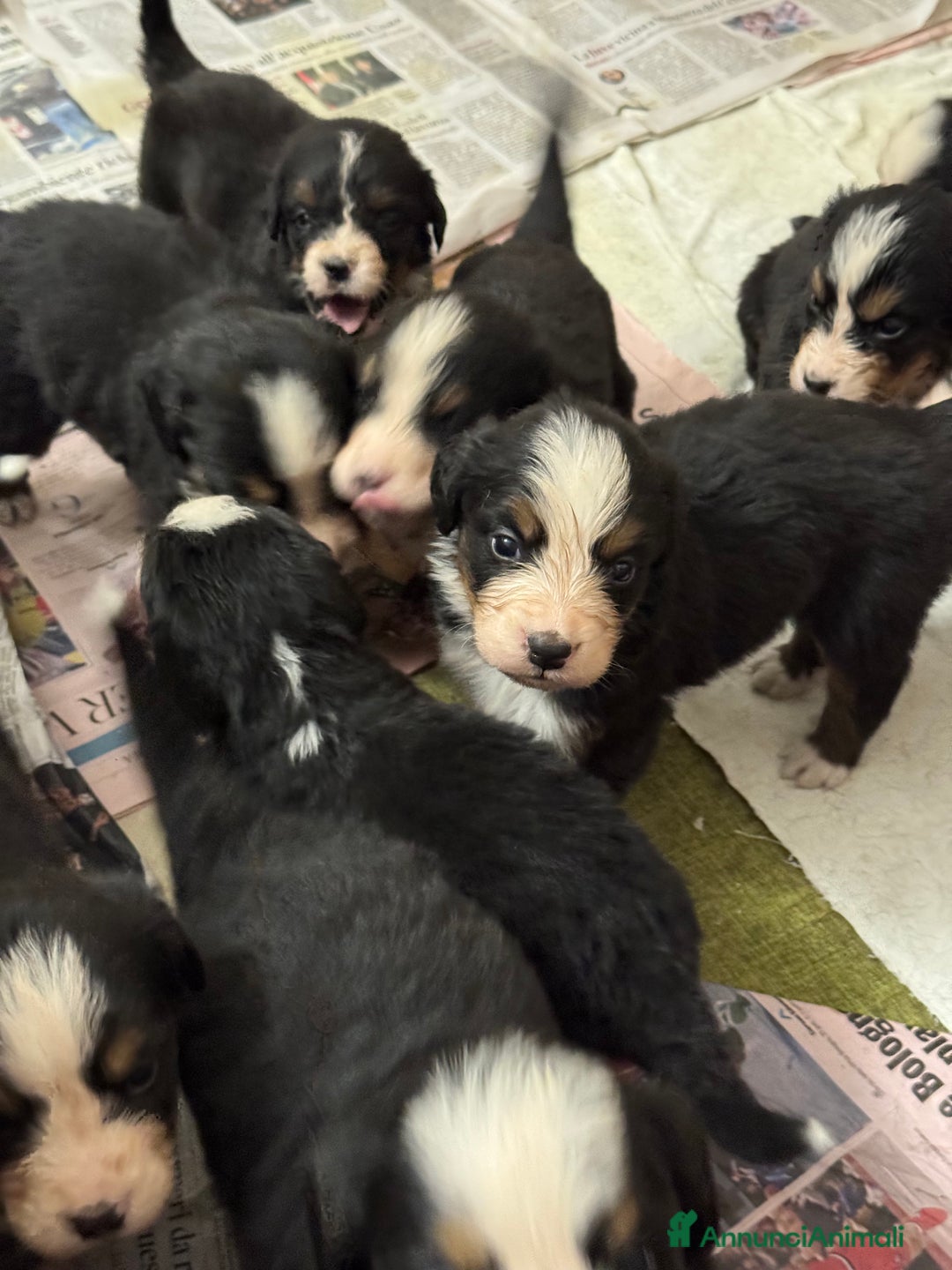 Bovaro del Bernese cani in vendita: Cuccioli Bernese da famiglia (privati) - Annuncio 9