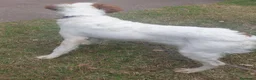 Breton cani in vendita: Breton cucciolone a Provincia di Perugia - Annuncio 3
