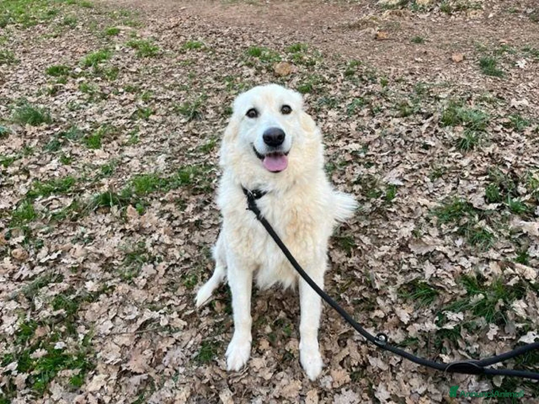 Meticcio cani in regalo: CREMA timida e buona! tg mediogrande - Annuncio 2
