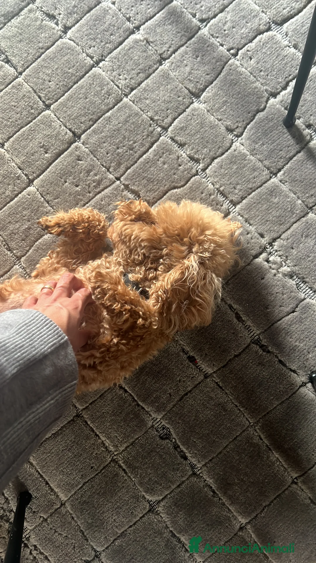 Barboncino Toy cani in vendita: Barboncino nano  - Annuncio 2