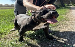 Pitbull cani in regalo: JESSY, Cuore di pitt - Annuncio 9