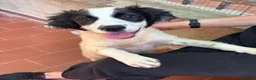 Meticcio cani in regalo: Lisa dolcissima cucciola simil setterina a Città metropolitana di Milano - Annuncio 3