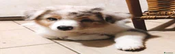 Australian Shepherd cani in vendita: Blue Sea un mare di gioia a Città Metropolitana di Firenze - Annuncio 3