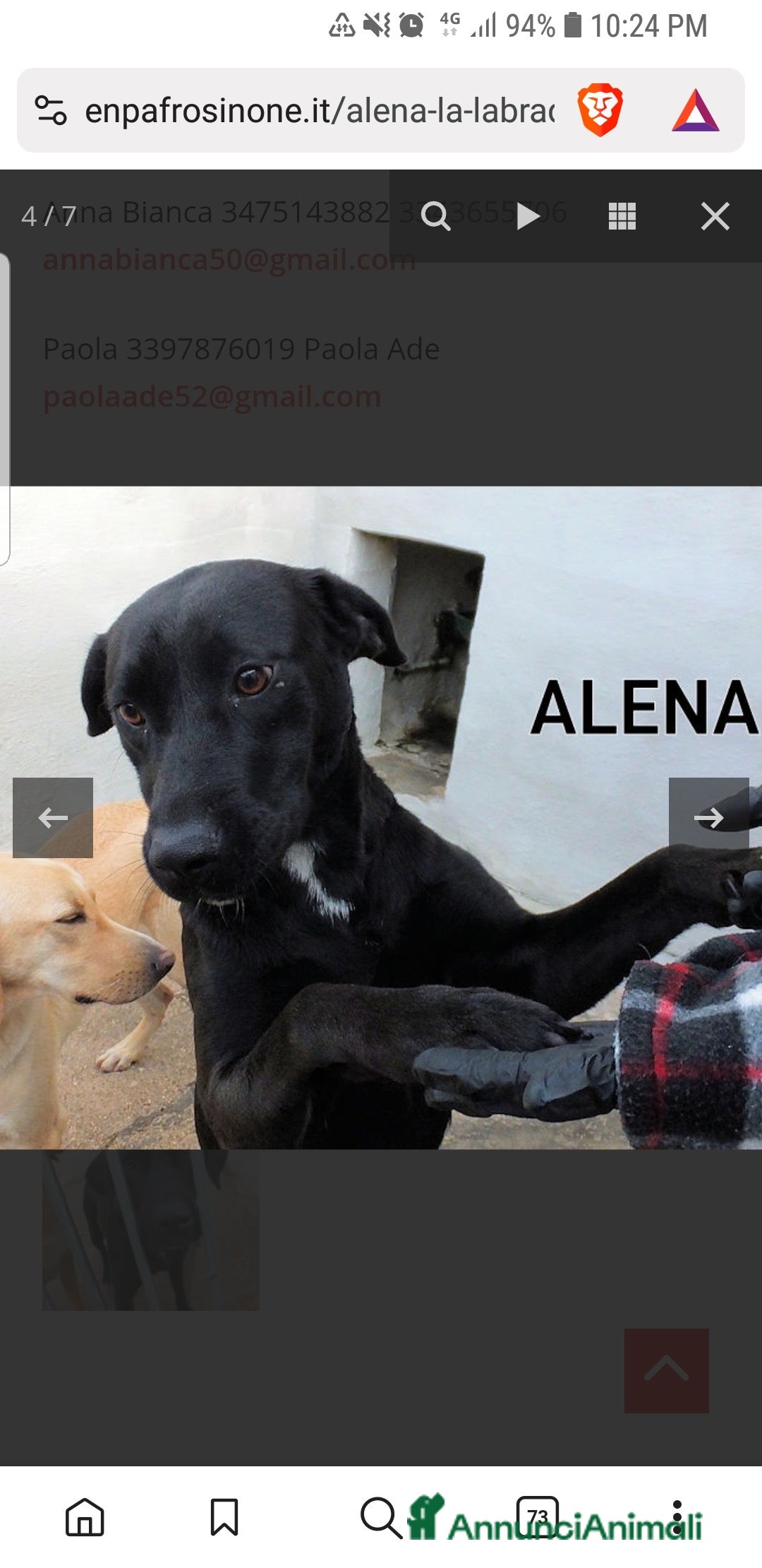 Labrador cani in regalo: ADOZ.DEL CUORE:scaricata instrada da 2 anni in box - Annuncio 1