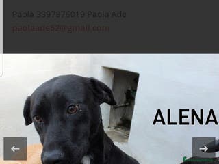 Labrador cani ADOZ.DEL CUORE:scaricata instrada da 2 anni in box - Annuncio 9