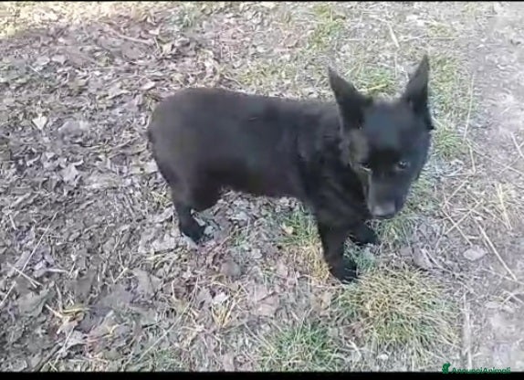 Meticcio cani Nero 4/5anni tg piccola NON TROVA CASA!ALESSANDRIA a Città Metropolitana di Milano - Annuncio 22