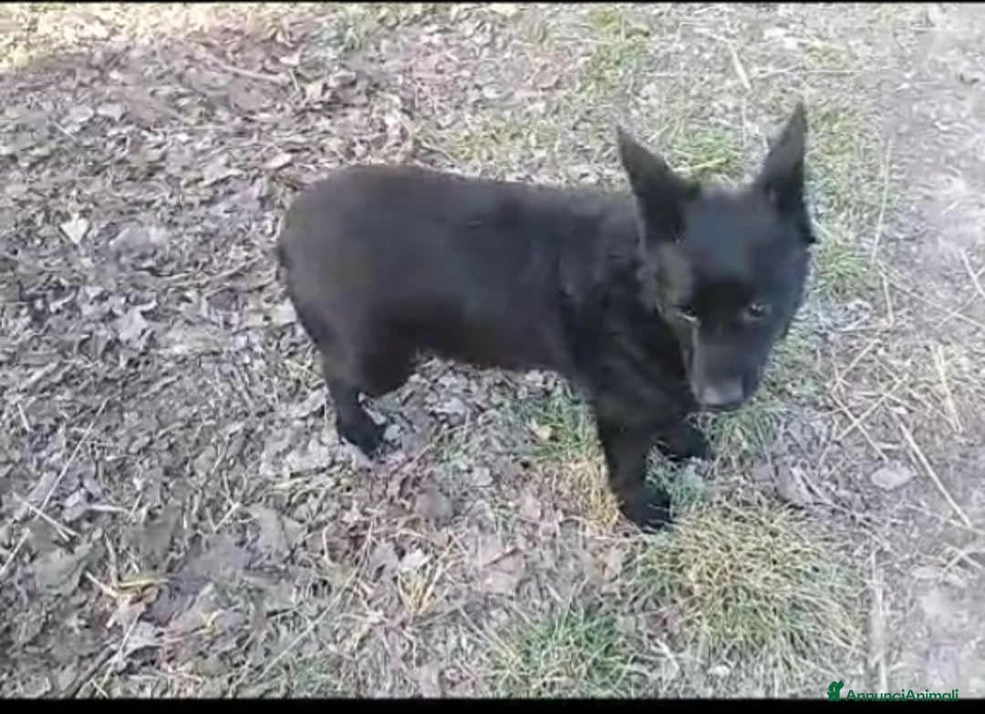 Meticcio cani in regalo: Nero 4/5anni tg piccola NON TROVA CASA!ALESSANDRIA a Città Metropolitana di Milano - Annuncio 1