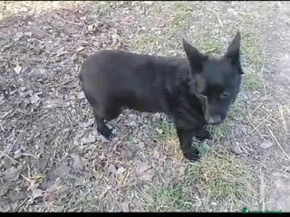 Meticcio cani Nero 4/5anni tg piccola NON TROVA CASA!ALESSANDRIA a Città Metropolitana di Milano - Annuncio 16