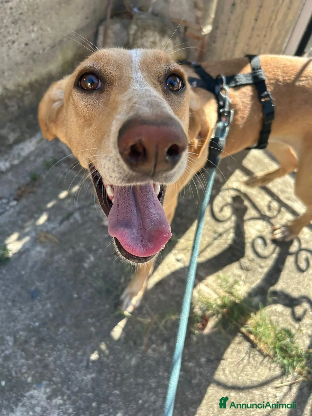 Meticcio cani in regalo: Rosy splendida giovane simil Segugio cerca casa - Annuncio 2