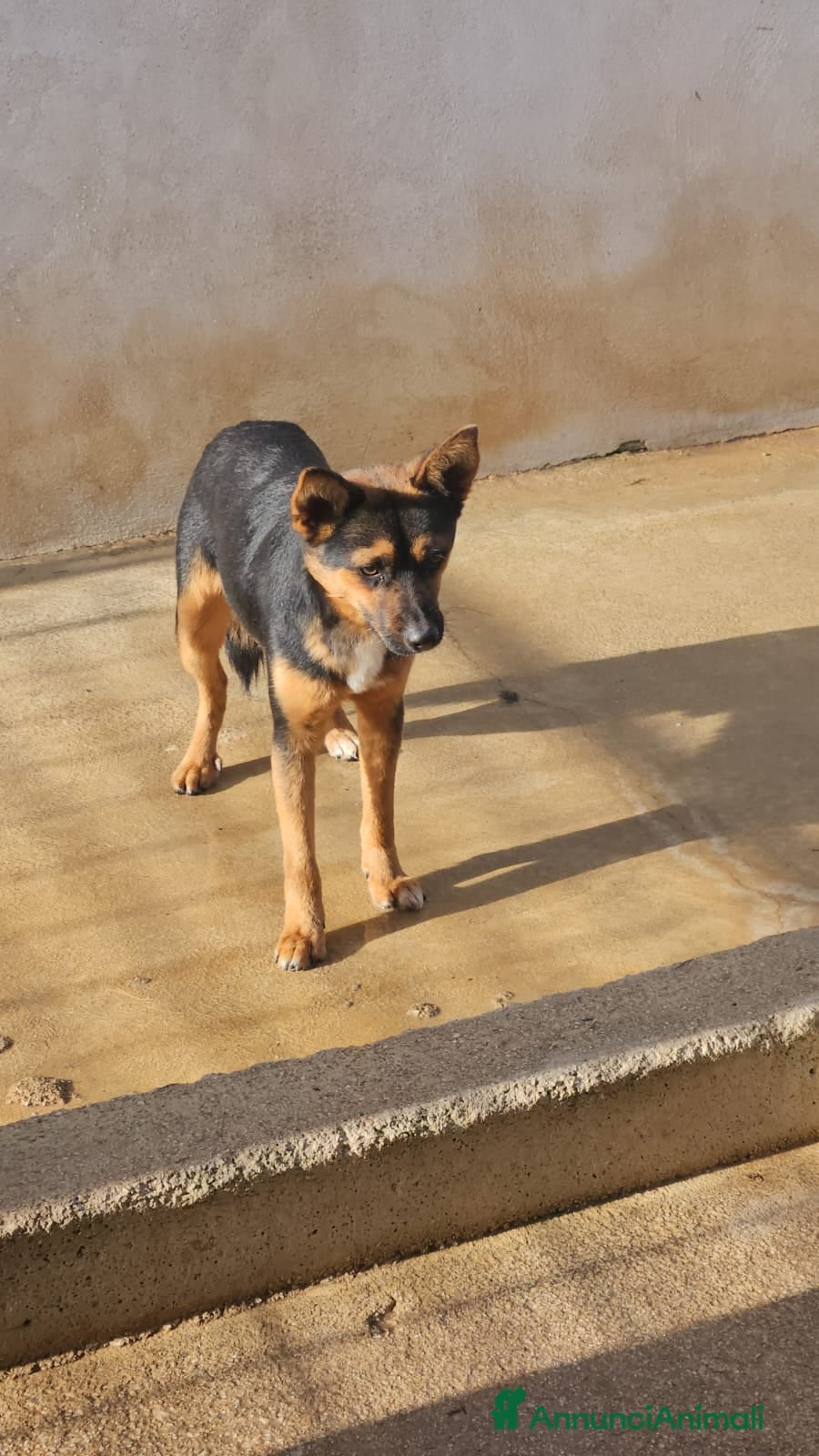Meticcio cani Lucio: cucciolotto taglia piccola timido dolce  - Annuncio 19