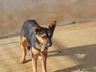 Meticcio cani Lucio: cucciolotto taglia piccola timido dolce - Annuncio 19