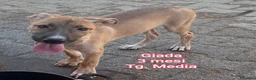 Meticcio cani in regalo: Cuccioli in cerca di famiglie  a Provincia di Prato - Annuncio 4