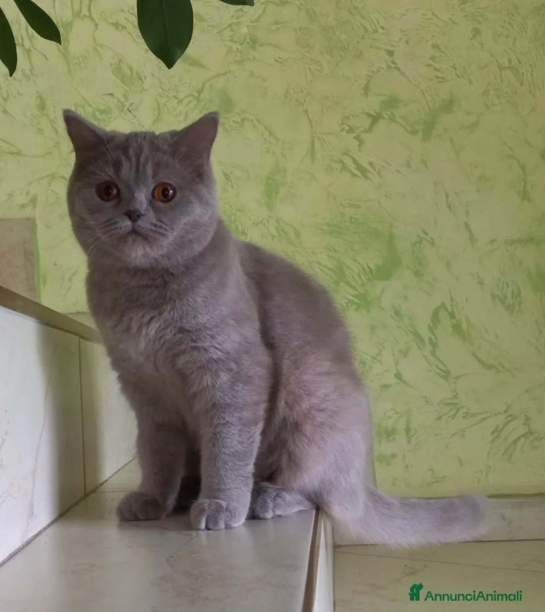 British gatti in vendita: Scottish fold sthrait  - Annuncio 1