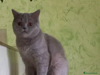 British gatti Scottish fold sthrait - Annuncio 3