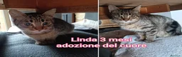 Altre razze gatti in regalo: GATTINI ADORABILI IN CERCA DI FAMIGLIA  - Annuncio 4