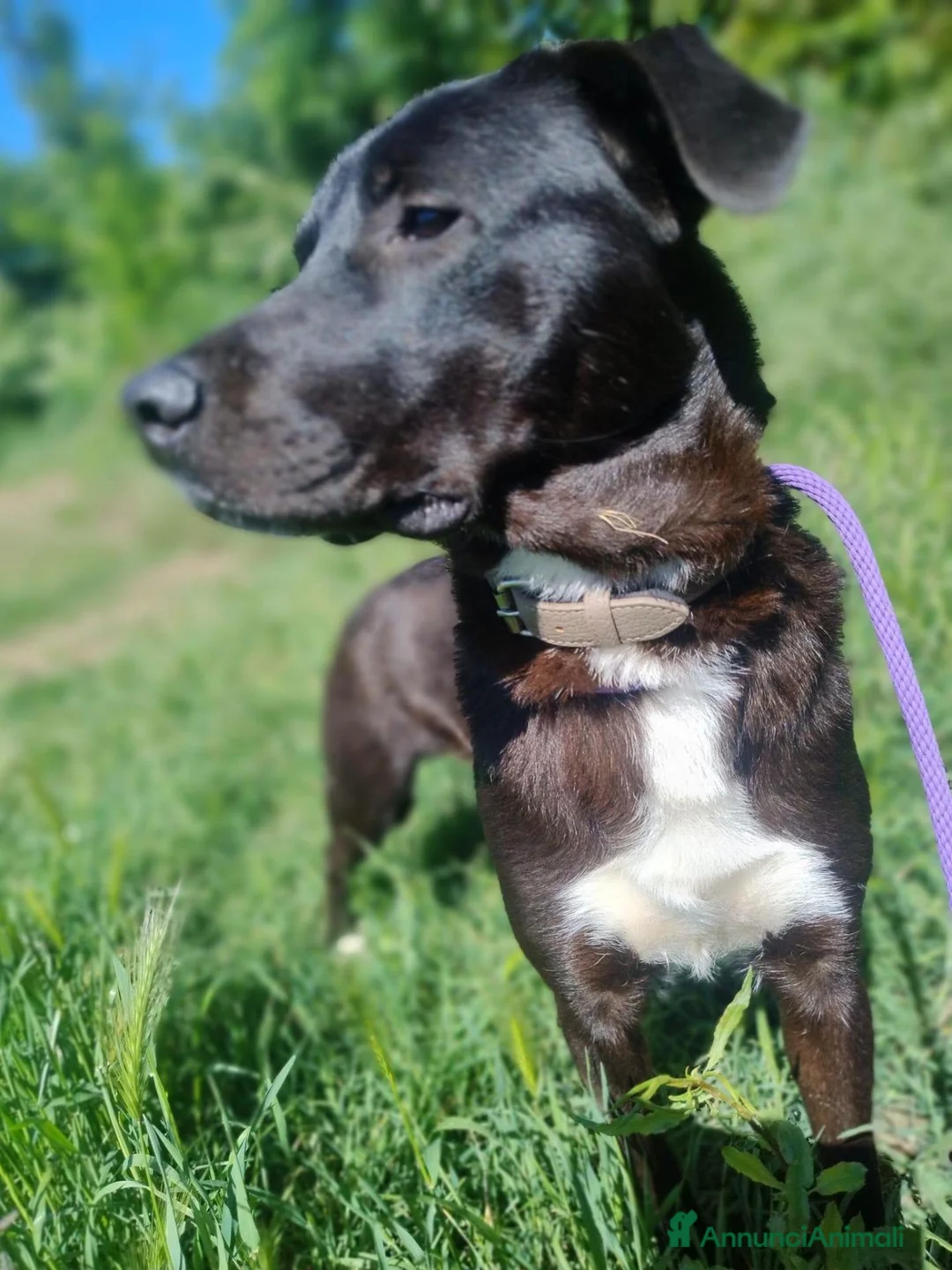 Meticcio cani in regalo: Gustavo cucciolone buonissimo - Annuncio 2