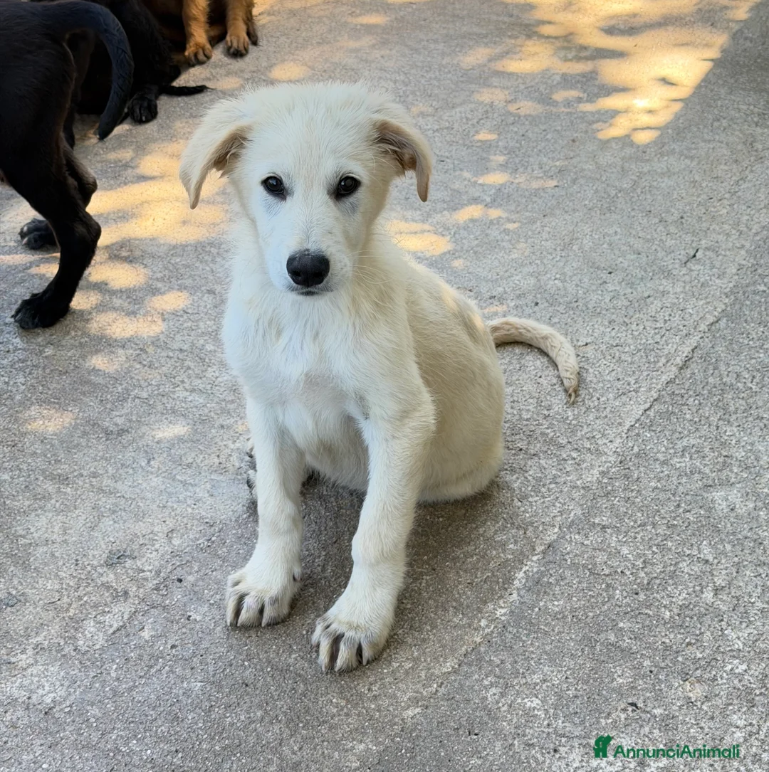 Meticcio cani in regalo: Spyke a Provincia di Alessandria - Annuncio 2