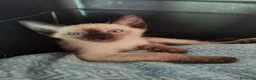 Thai gatti in vendita: Siamese tradizionale, Thai microchip Pedigree  - Annuncio 3